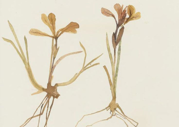 Peace Begets Happiness