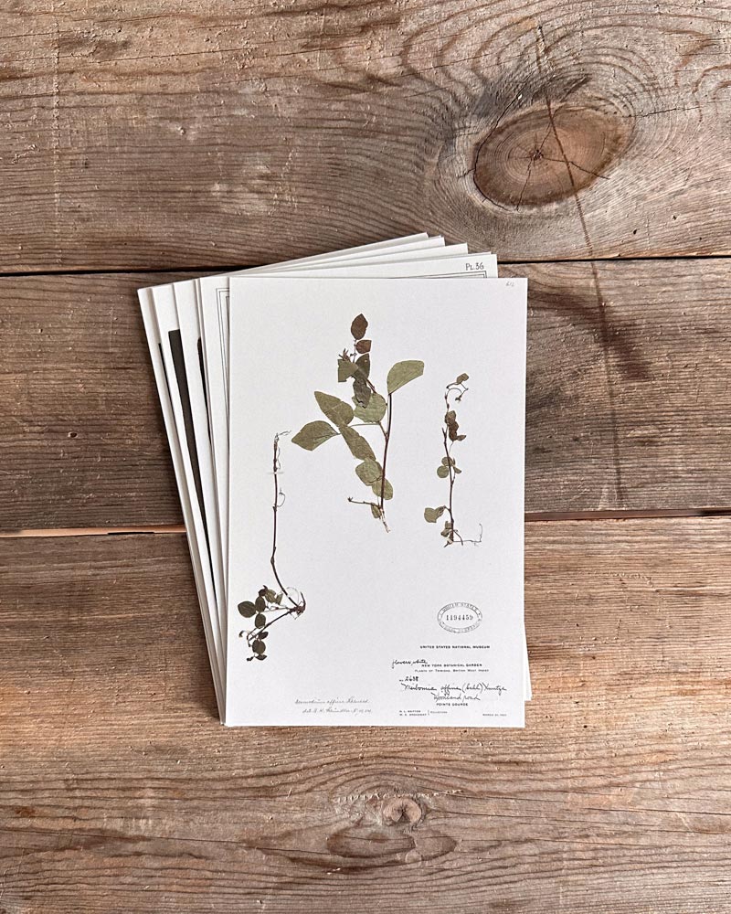 Atèlette Paper Anthology - Vol. I